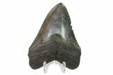 3.74" Fossil Megalodon Tooth - South Carolina - #130837-2